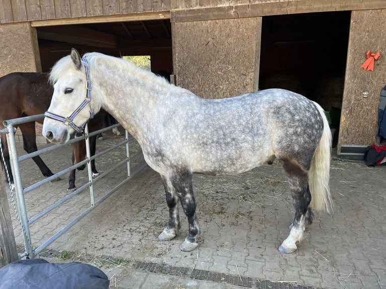 More ponies/small horses Mix Gelding 9 years 14 hh Grey in Kloster Schäftlarn