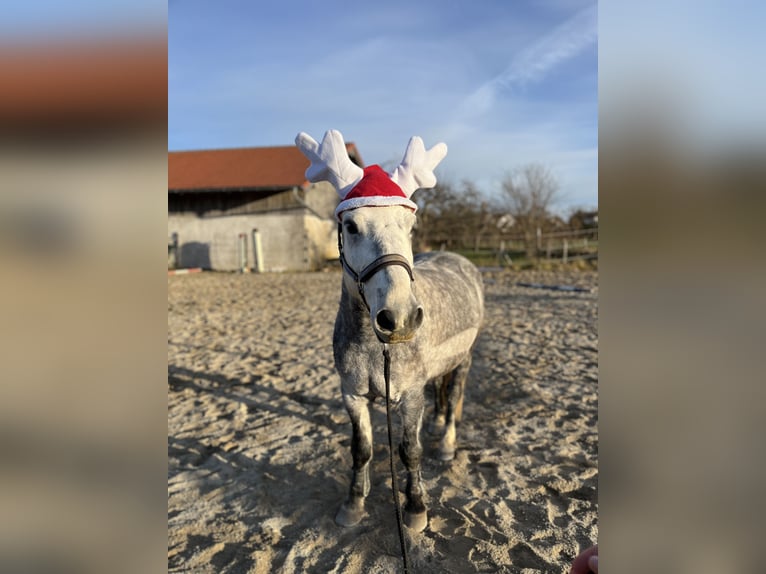 More ponies/small horses Mix Gelding 9 years 14 hh Grey in Kloster Schäftlarn