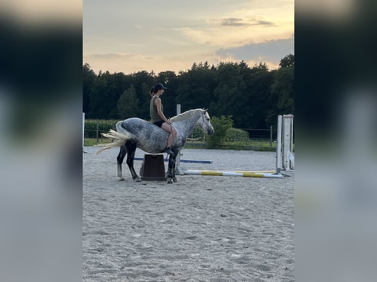 More ponies/small horses Mix Gelding 9 years 14 hh Grey in Kloster Schäftlarn