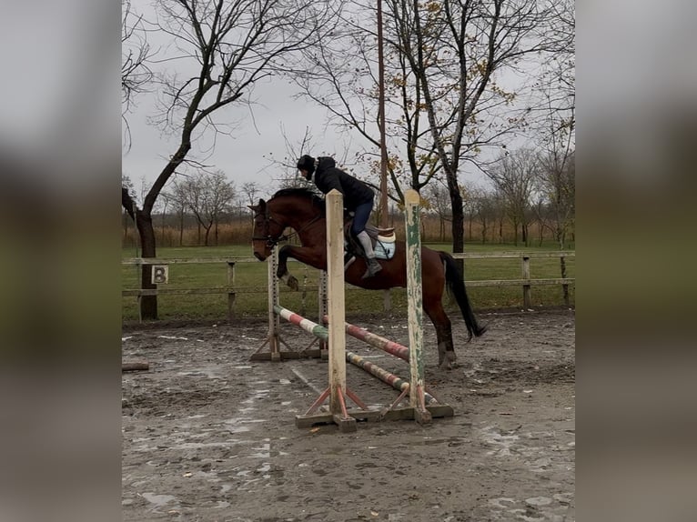 More ponies/small horses Gelding 9 years 14,1 hh Brown in Vollrathsruhe