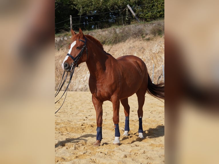 More ponies/small horses Gelding 9 years 14,1 hh Chestnut-Red in Lamastre
