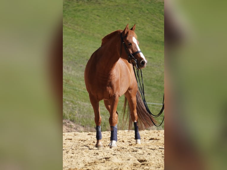 More ponies/small horses Gelding 9 years 14,1 hh Chestnut-Red in Lamastre