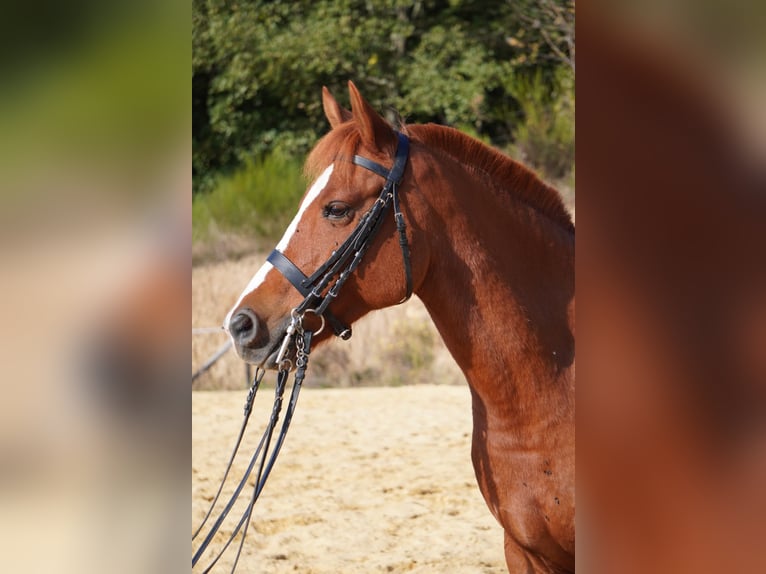 More ponies/small horses Gelding 9 years 14,1 hh Chestnut-Red in Lamastre