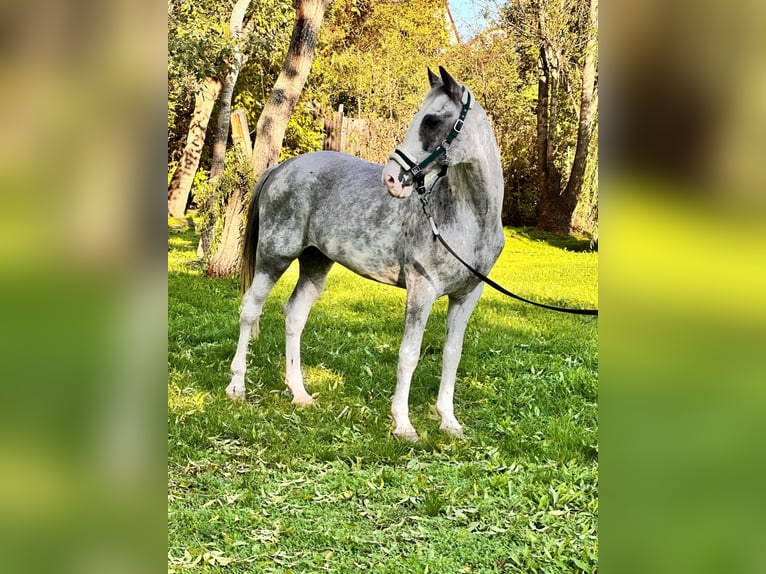 More ponies/small horses Mix Gelding 9 years 14,1 hh Pinto in Wiener Neustadt