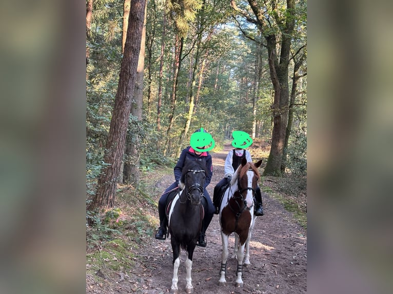 More ponies/small horses Gelding 9 years 14,1 hh Pinto in Werne