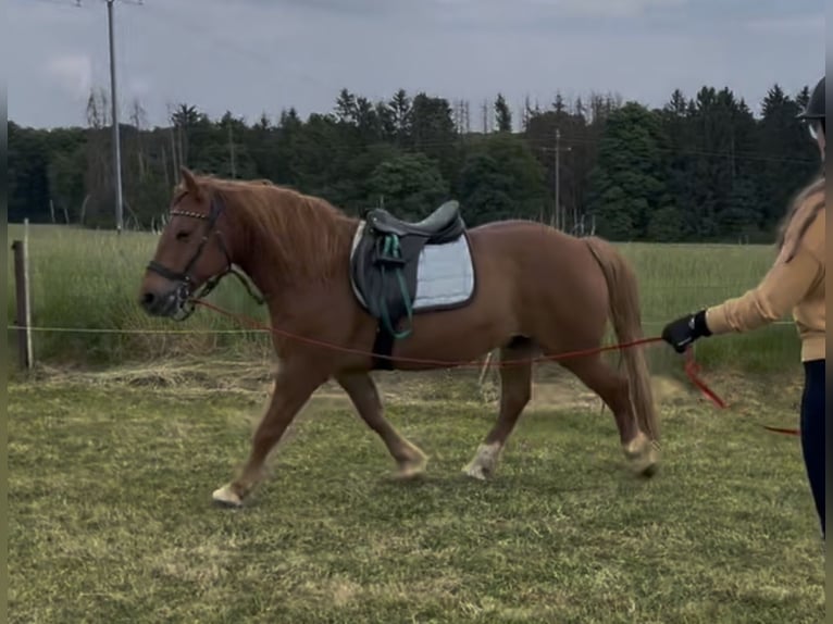 More ponies/small horses Gelding 9 years 14,2 hh Chestnut-Red in Berdorf