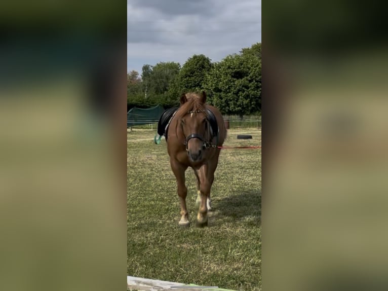 More ponies/small horses Gelding 9 years 14,2 hh Chestnut-Red in Berdorf