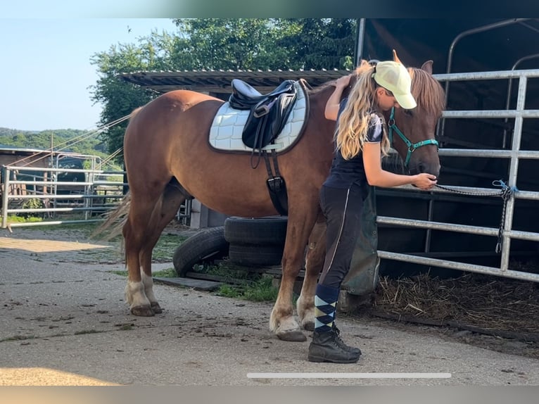 More ponies/small horses Gelding 9 years 14,2 hh Chestnut-Red in Berdorf
