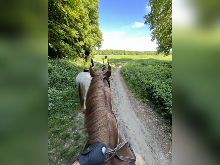 More ponies/small horses Gelding 9 years 14,2 hh Chestnut-Red in Berdorf