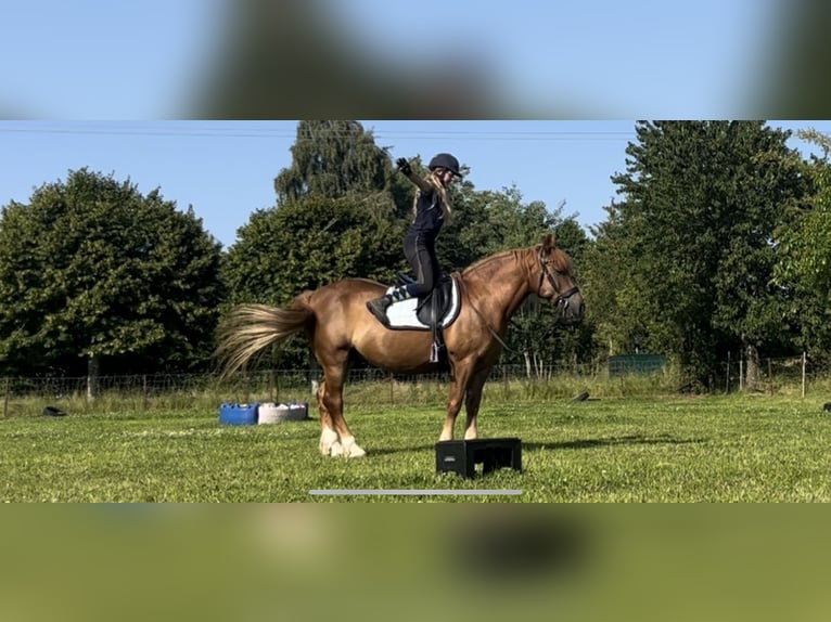 More ponies/small horses Gelding 9 years 14,2 hh Chestnut-Red in Berdorf