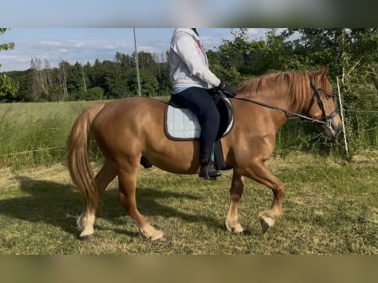 More ponies/small horses Gelding 9 years 14,2 hh Chestnut-Red in Berdorf