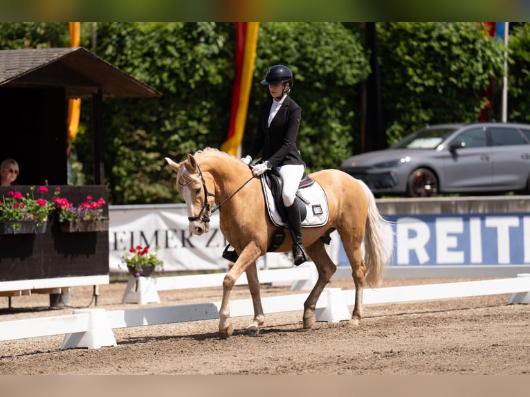 More ponies/small horses Gelding 9 years 14,2 hh Dun in Heidenheim an der Brenz
