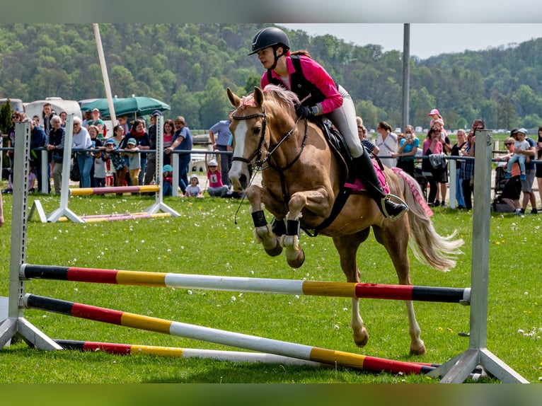 More ponies/small horses Gelding 9 years 14,2 hh Dun in Heidenheim an der Brenz