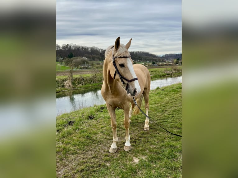 More ponies/small horses Gelding 9 years 14,2 hh Dun in Heidenheim an der Brenz