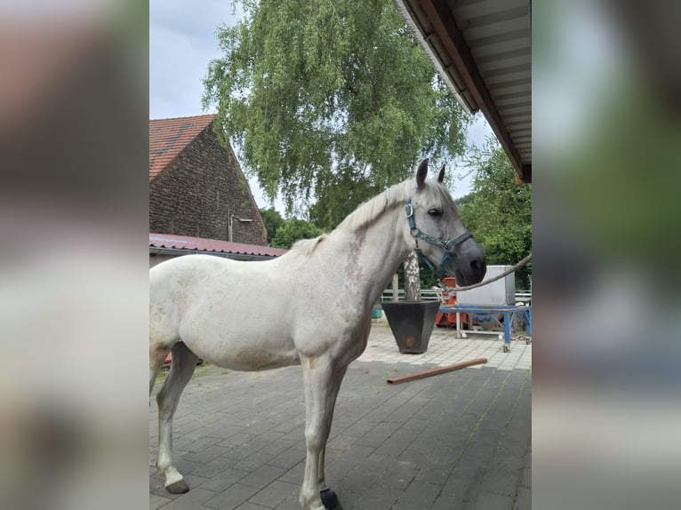 More ponies/small horses Mix Gelding 9 years 14,2 hh Grey-Dapple in Essen