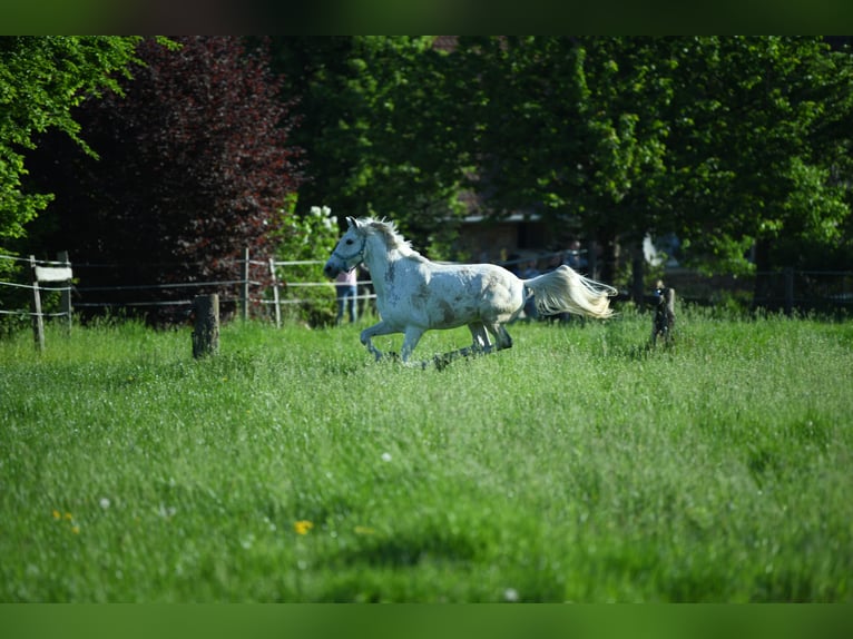 More ponies/small horses Mix Gelding 9 years 14,2 hh Grey-Dapple in Essen
