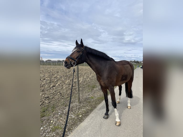 More ponies/small horses Gelding 9 years 15,1 hh Bay-Dark in Friedrichshafen