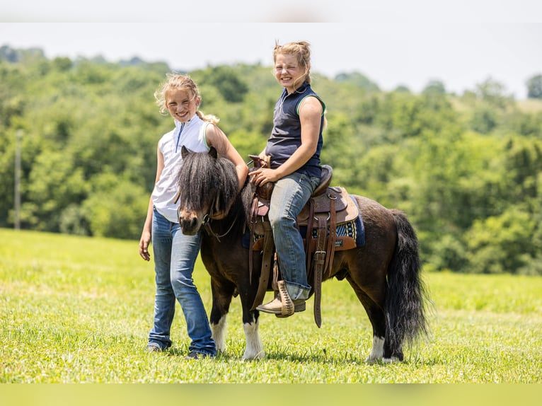 More ponies/small horses Gelding 9 years 8.2 hh Bay in Ewing