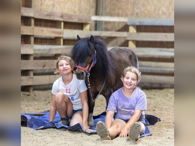 More ponies/small horses Gelding 9 years 8.2 hh Bay in Ewing