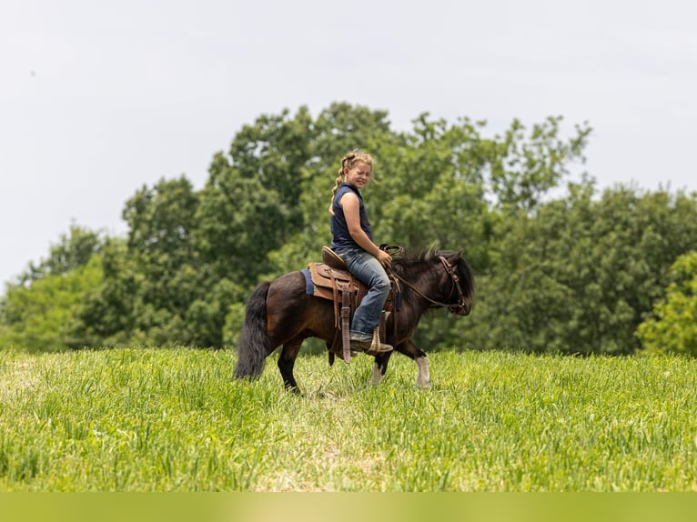 More ponies/small horses Gelding 9 years 8.2 hh Bay in Ewing