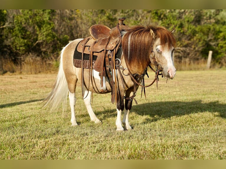 More ponies/small horses Gelding 9 years 8 hh Pinto in Corsica