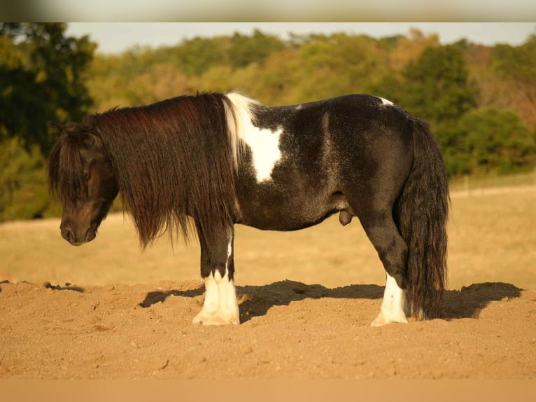 More ponies/small horses Gelding 9 years 8,1 hh Pinto in Fresno