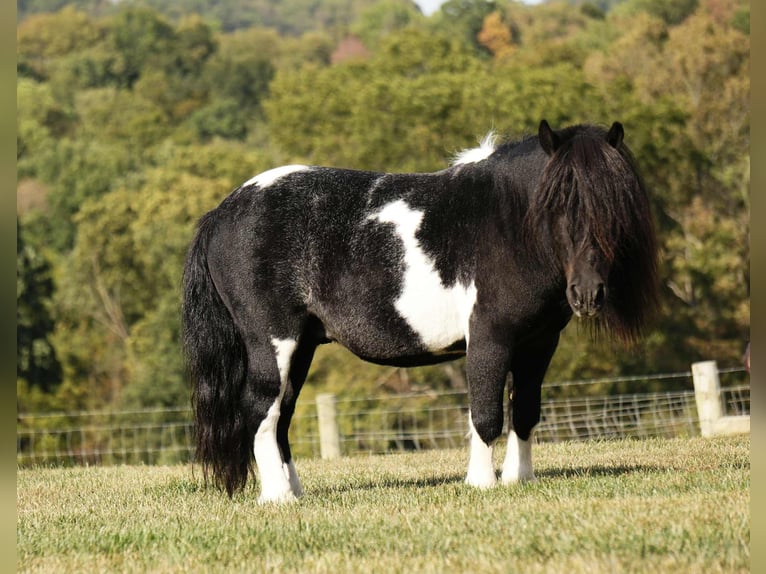 More ponies/small horses Gelding 9 years 8,1 hh Pinto in Fresno