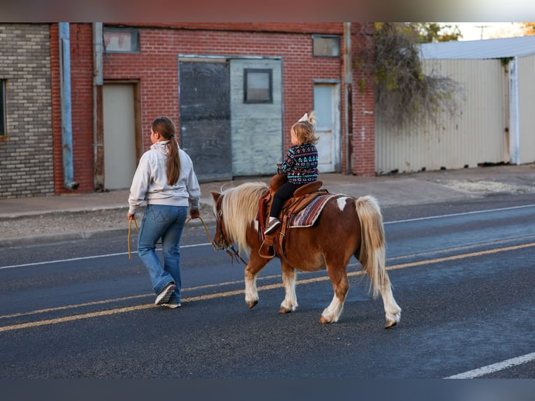 More ponies/small horses Gelding 9 years 8,1 hh Pinto in Forney