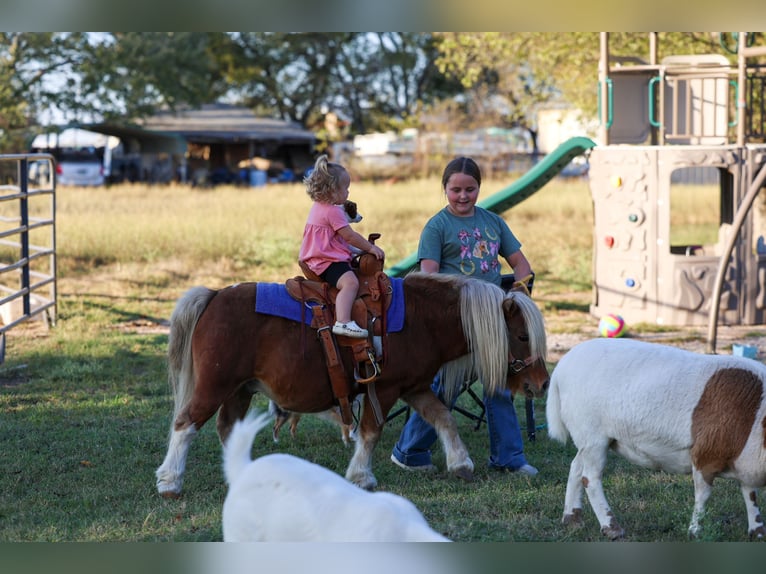 More ponies/small horses Gelding 9 years 8,1 hh Pinto in Forney
