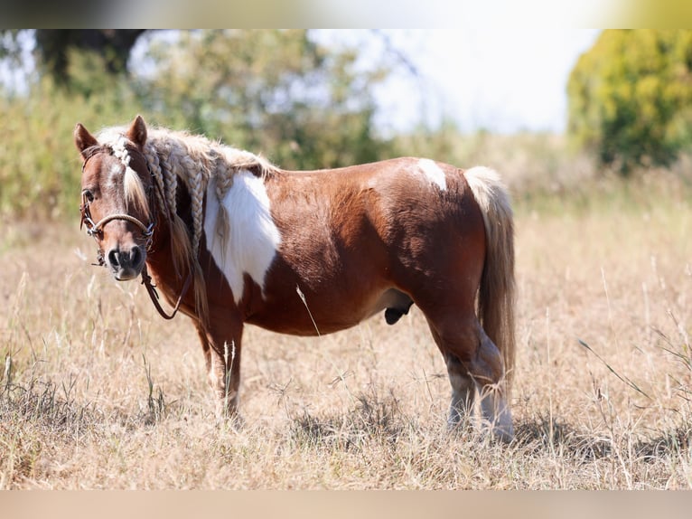 More ponies/small horses Gelding 9 years 8,1 hh Pinto in Forney