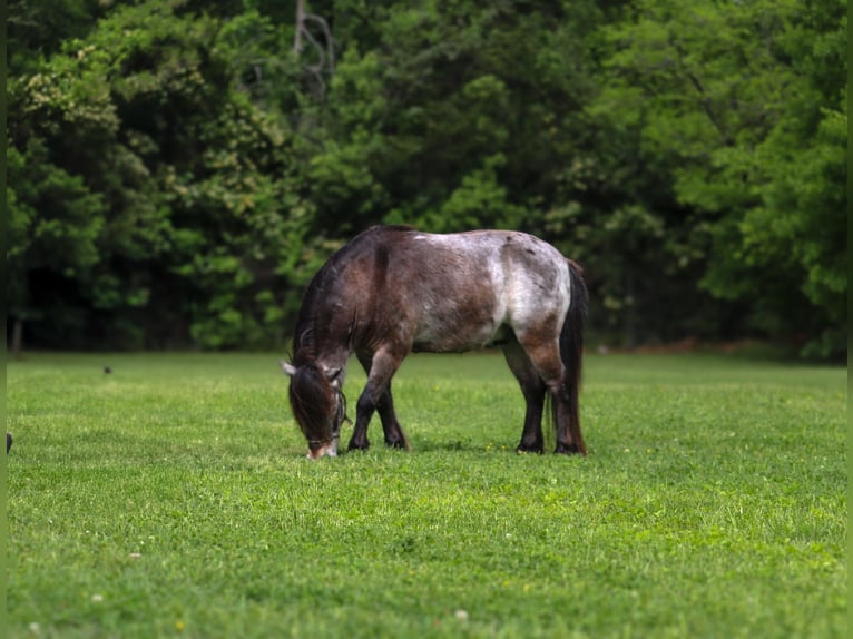 More ponies/small horses Gelding 9 years 9,1 hh in Joshua, TX