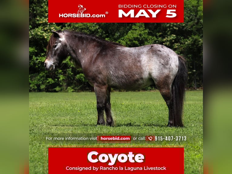 More ponies/small horses Gelding 9 years 9,1 hh in Joshua, TX