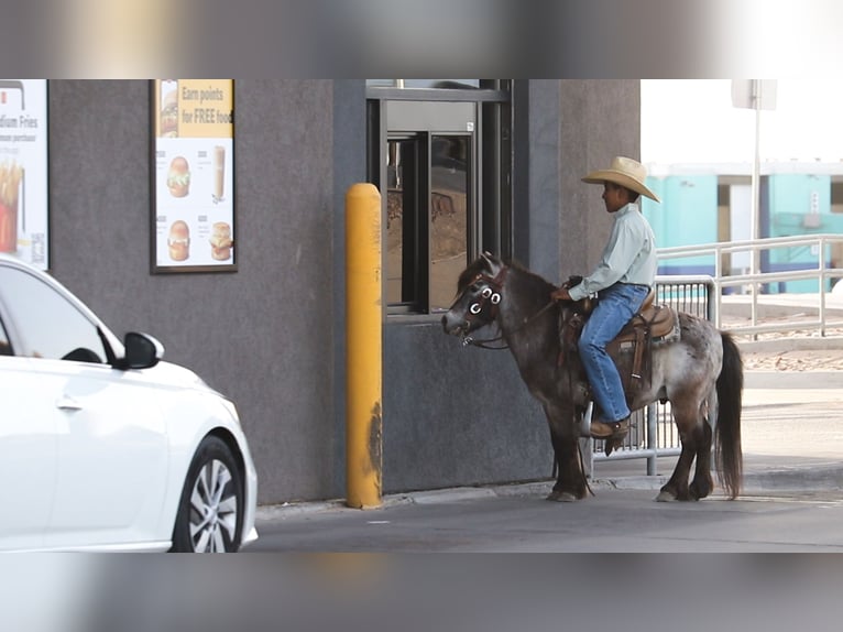 More ponies/small horses Gelding 9 years 9,1 hh in Joshua, TX