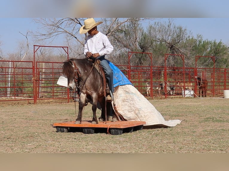 More ponies/small horses Gelding 9 years 9,1 hh in Joshua, TX