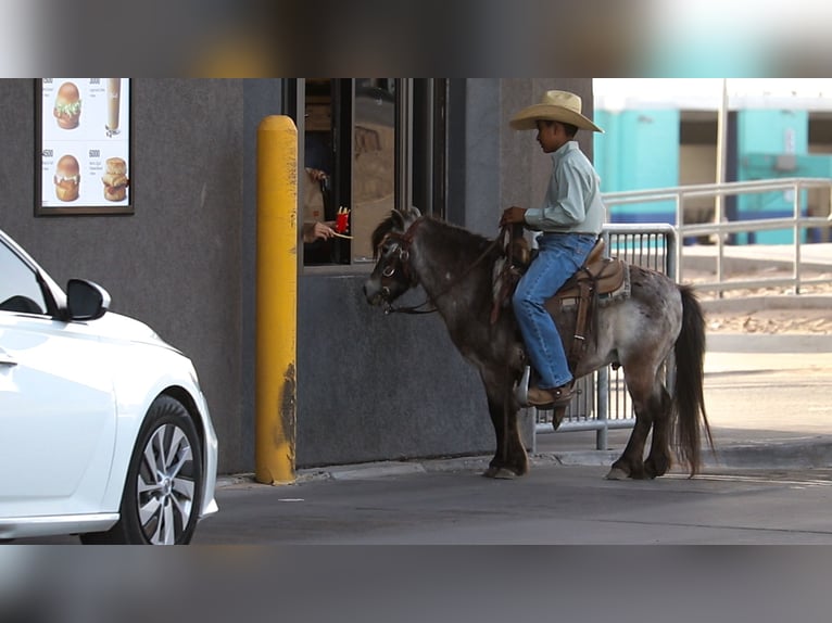 More ponies/small horses Gelding 9 years 9,1 hh in Joshua, TX