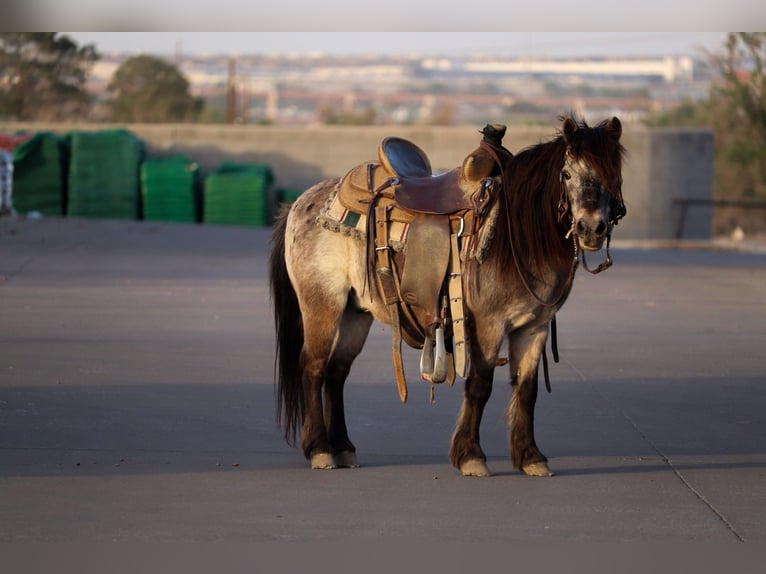 More ponies/small horses Gelding 9 years 9,1 hh in Joshua, TX