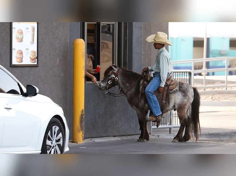 More ponies/small horses Gelding 9 years 9,1 hh in Joshua, TX