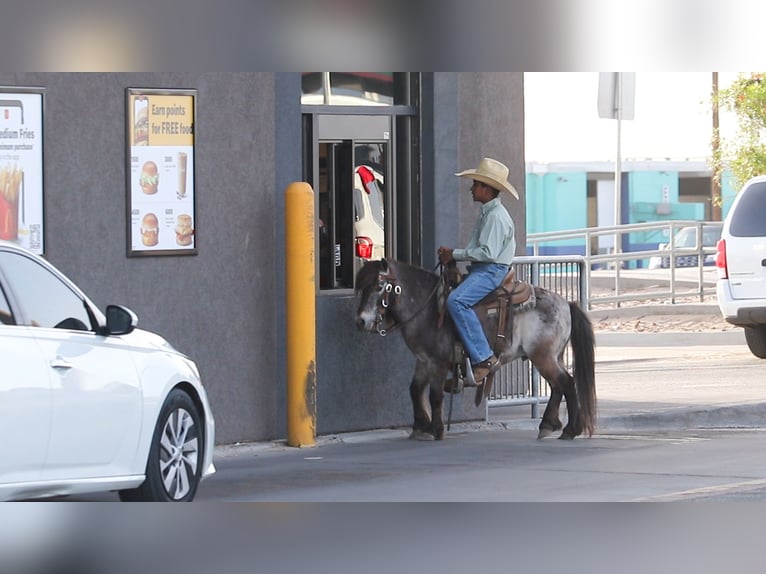 More ponies/small horses Gelding 9 years 9,1 hh in Joshua, TX