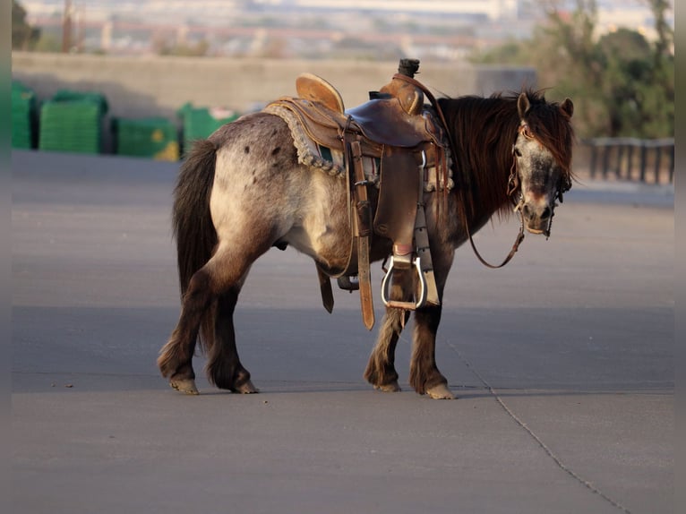 More ponies/small horses Gelding 9 years 9,1 hh in Joshua, TX