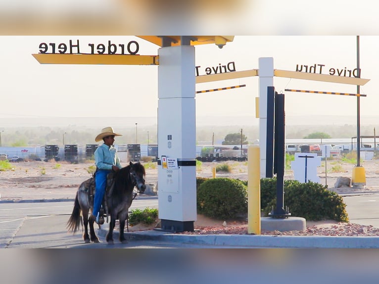 More ponies/small horses Gelding 9 years 9,1 hh in Joshua, TX