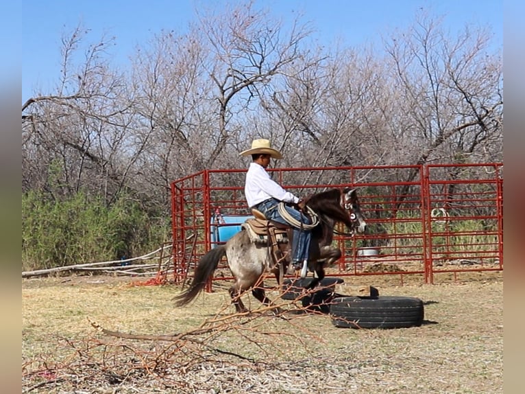 More ponies/small horses Gelding 9 years 9,1 hh in Joshua, TX