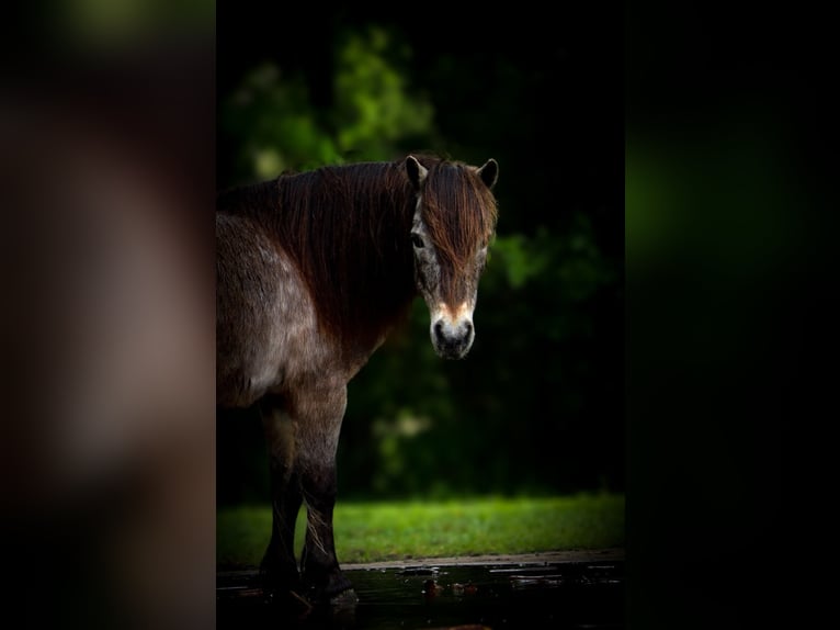 More ponies/small horses Gelding 9 years 9,1 hh in Joshua, TX