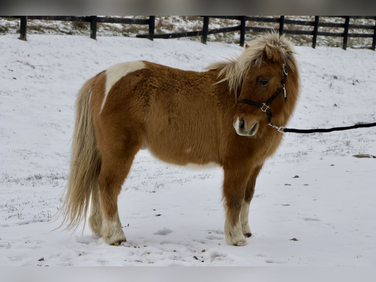 More ponies/small horses Gelding 9 years 9,2 hh Brown in Paris