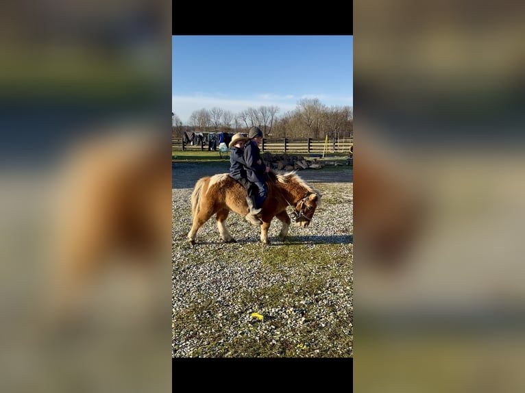 More ponies/small horses Gelding 9 years 9,2 hh Brown in Paris