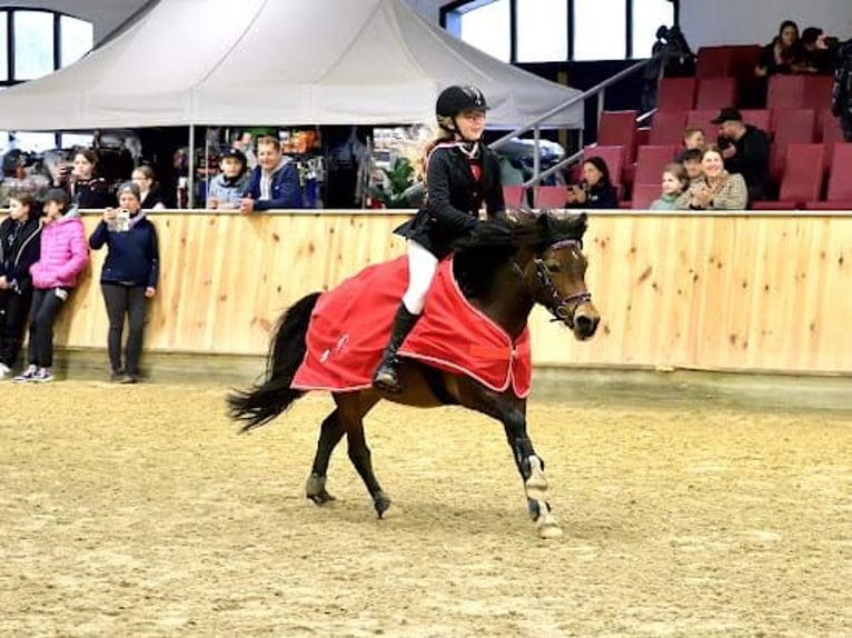 More ponies/small horses Mare 10 years 11.2 hh Brown in Olsztyn