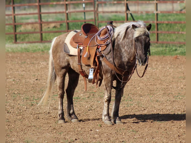 More ponies/small horses Mare 10 years 12.1 hh Grey-Dapple in Stephenville