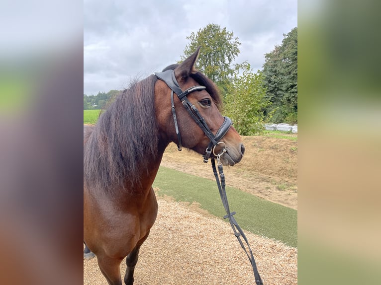 More ponies/small horses Mare 10 years 12.2 hh Brown in Werther