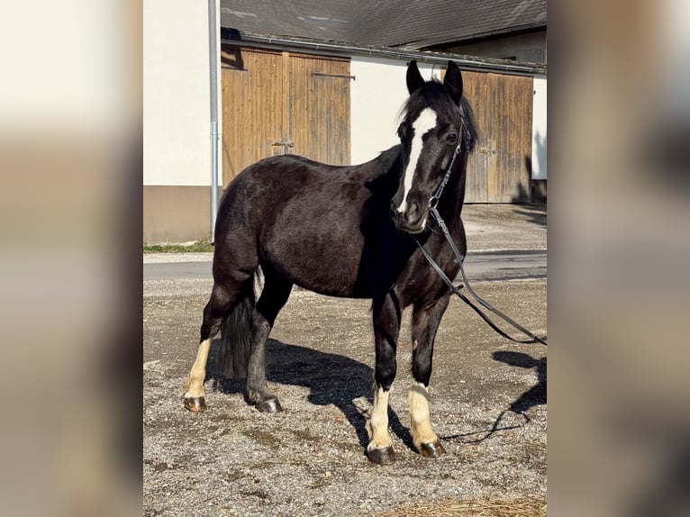 More ponies/small horses Mare 10 years 12,2 hh Black in Pelmberg