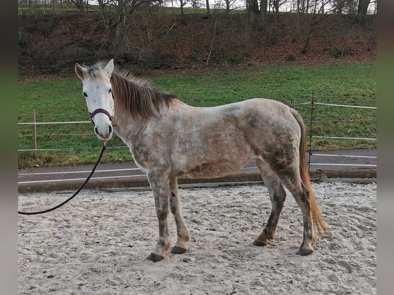 More ponies/small horses Mix Mare 10 years 13.2 hh Grey in Silz