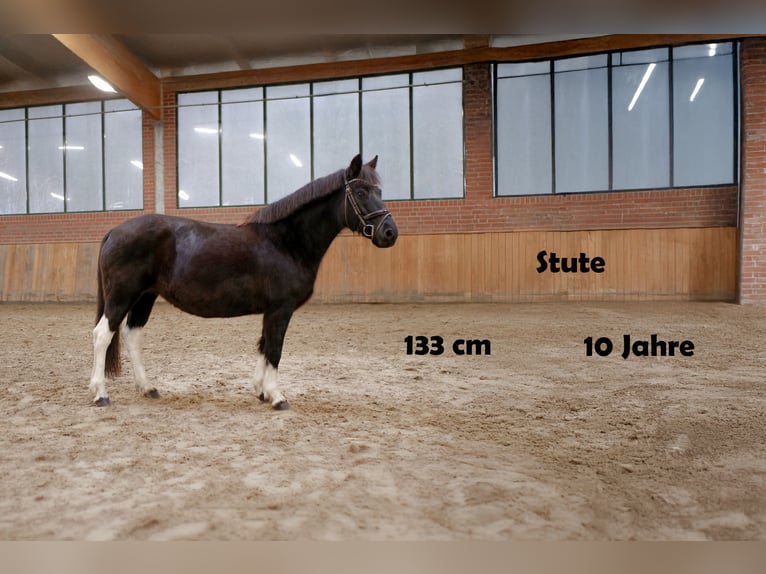More ponies/small horses Mare 10 years 13 hh Smoky-Black in Ankum